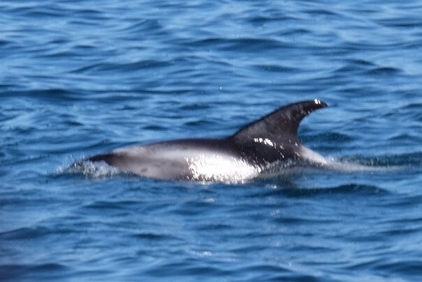 Watching the whales